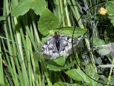 Мнемозина (аполлон черный) 001